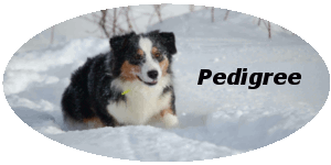 pedigree