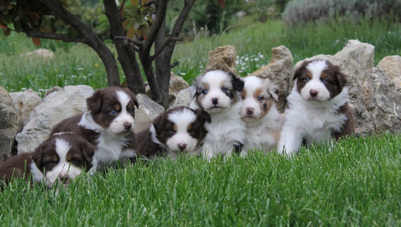 chiot isa