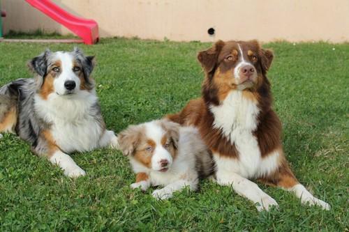 chiot doug