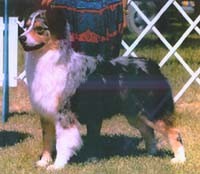 chiot berger australien