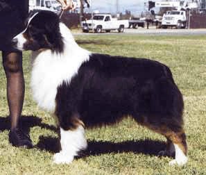 chiot berger australien