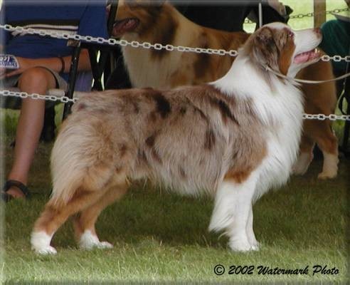chiot berger australien