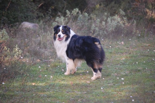 berger australien charly