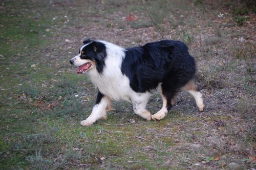 berger australien charly