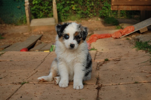 chiot berger australien