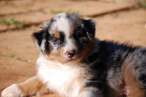 chiot berger australien