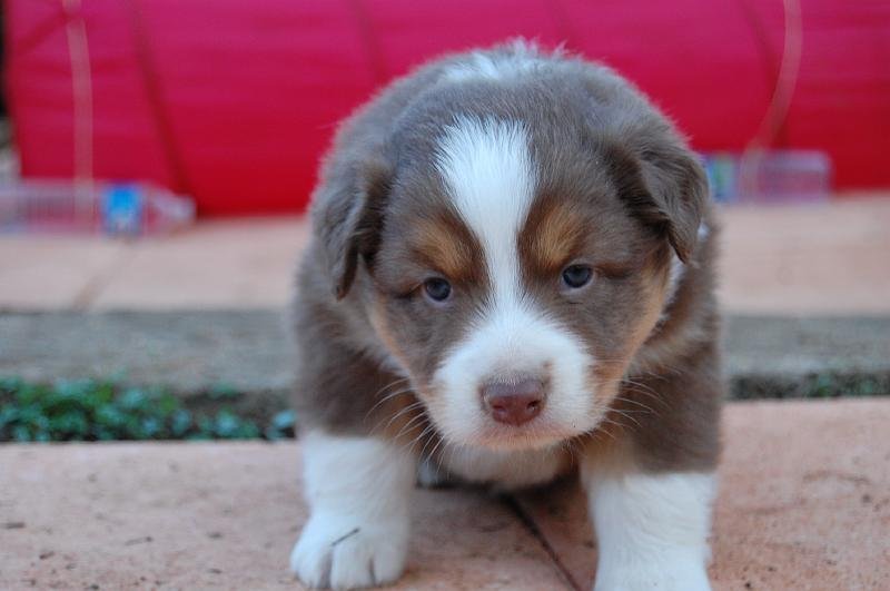 chiot berger australien