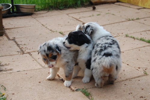 berger australien et enfant