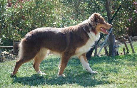 berger australien dragon