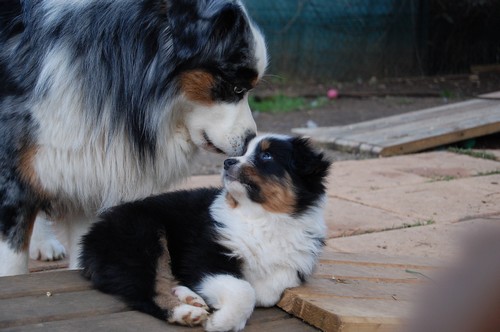 chiot berger australien