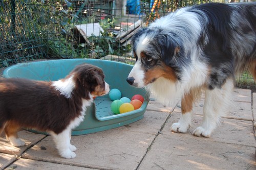 chiot berger australien