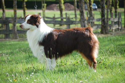 berger australien agility