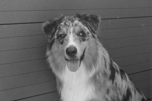berger australien agility