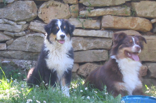 berger australien boogie et viva