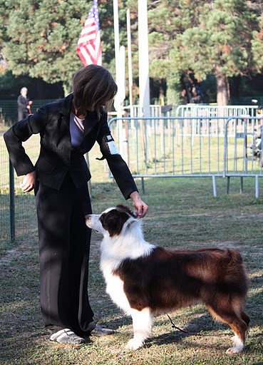 berger australien agility