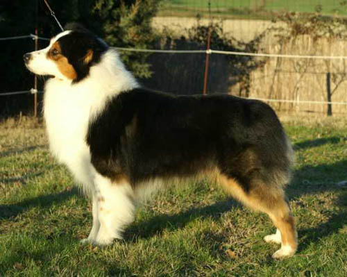 berger australien uno