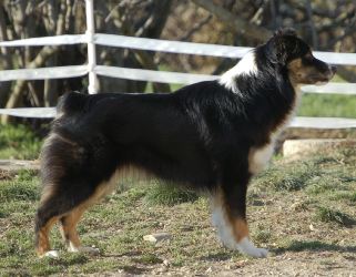 doggycoach