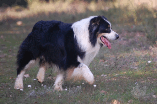 berger australien charly