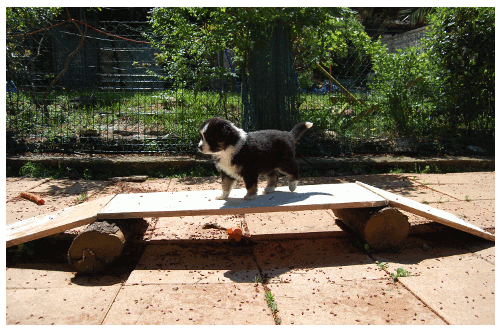 chiot passerelle