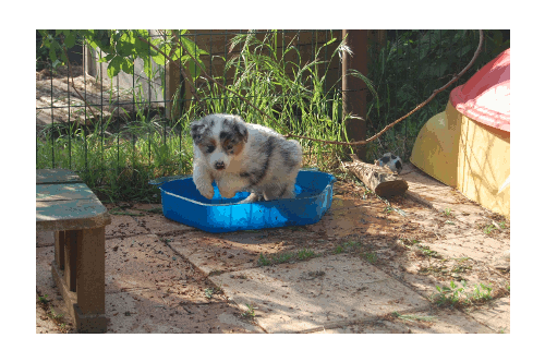chiot piscine