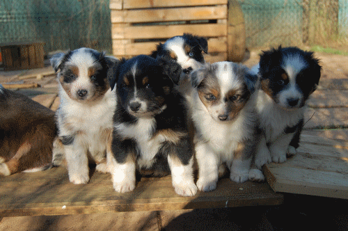 chiot