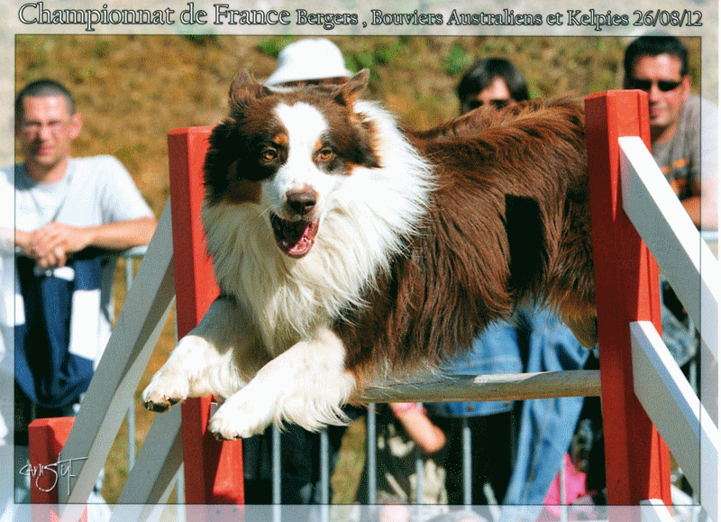 berger australien fudgi