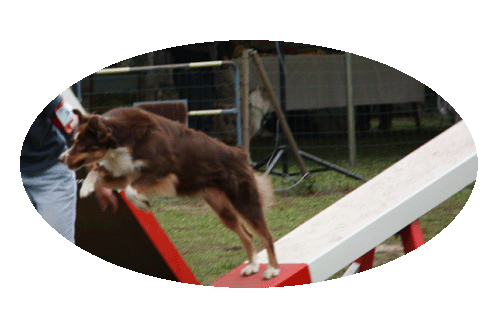 agility viva