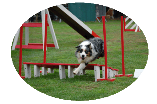 why agility