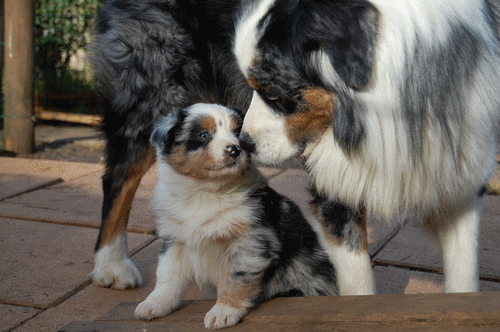 chiot