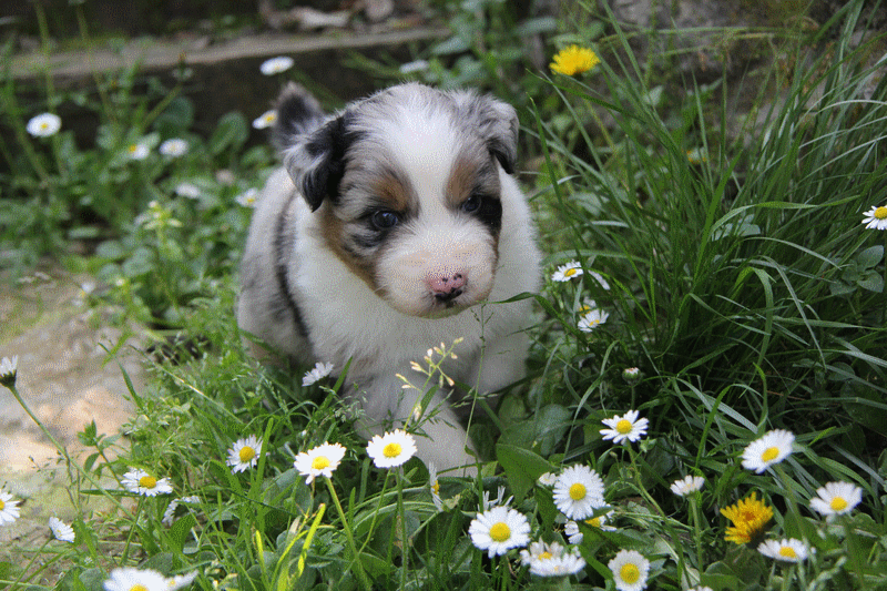 CHIOT