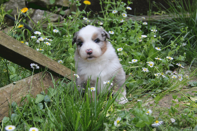 CHIOT