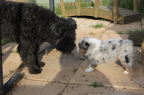 chiot