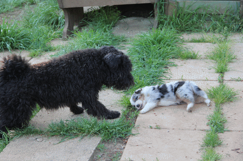 chiot