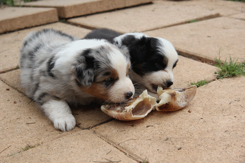 chiots