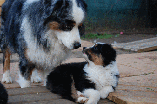 chiots