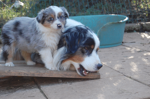 chiot