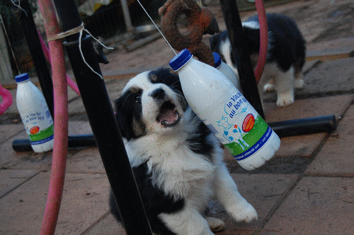 chiot