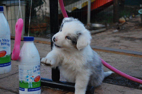 chiot