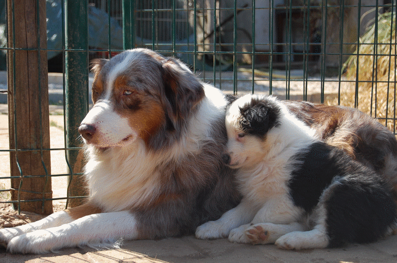 chiot