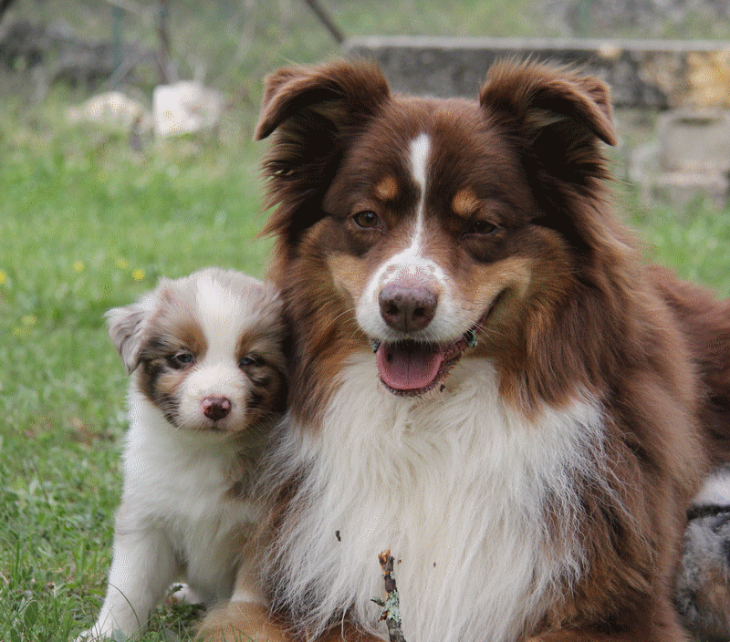 CHIOT7