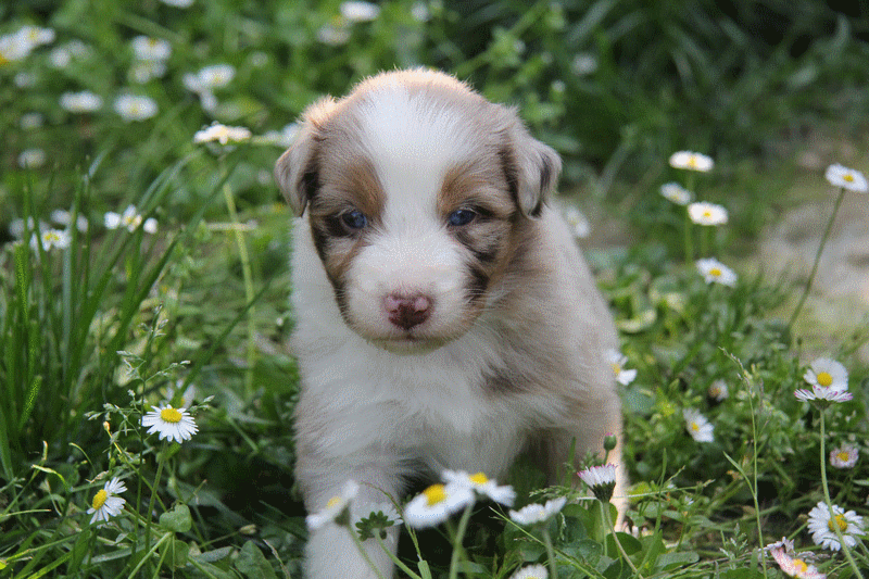 CHIOT