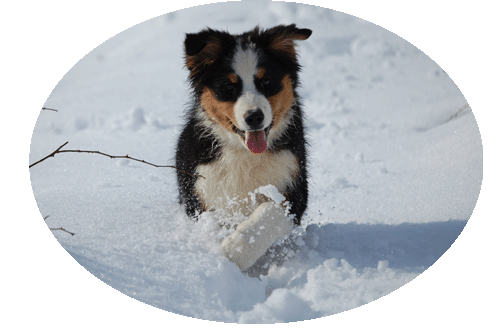 shadow neige