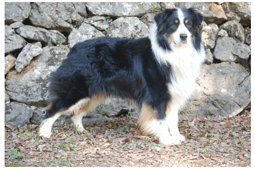 berger australien charly