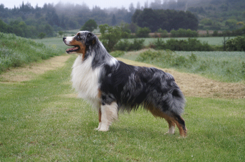berger australien douglas