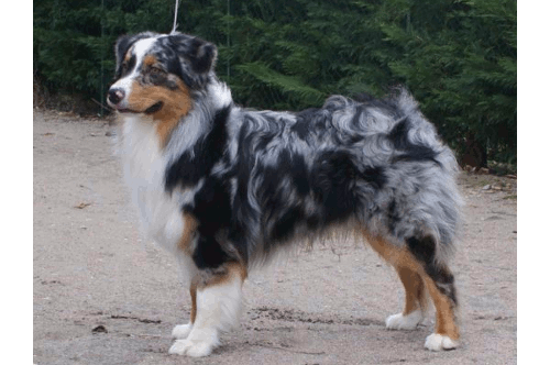 berger australien dragon