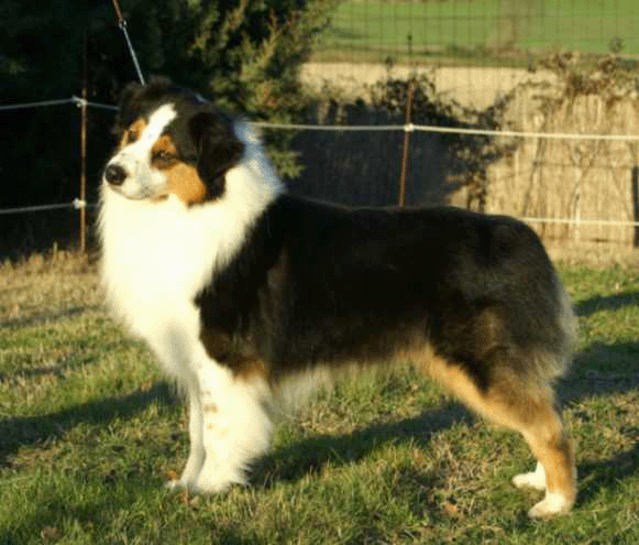 berger australien boogie