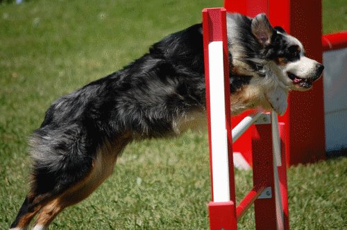 berger australien video