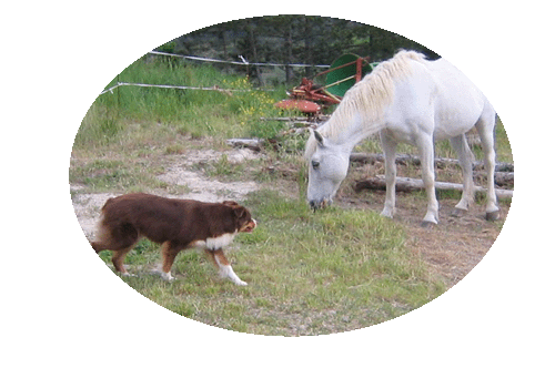 viva et un cheval