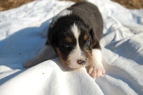 berger australien chiot femelle