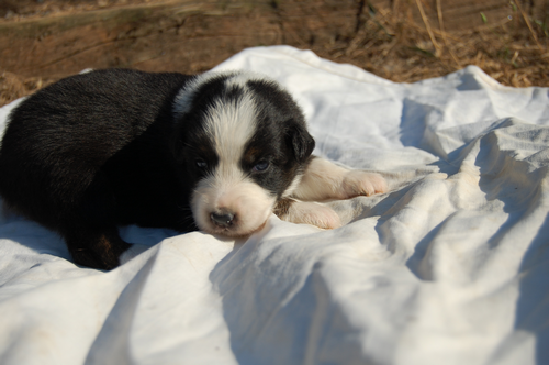 berger australien chiot femelle